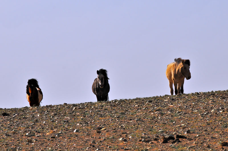 Mongolie